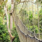 Canopy walkways in tropical rainforest, Kakum National Park, Ghana