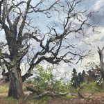 Large oak tree in a landscape painting