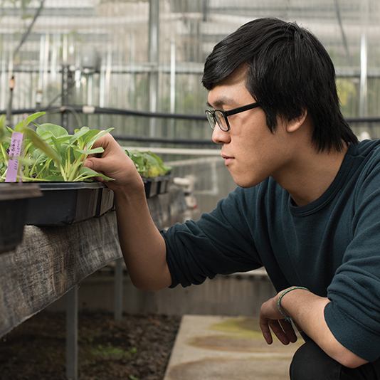 Student looking at plants in a greenhouse on campus