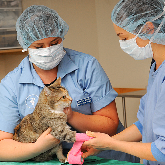 Two veterinary students working with a cat