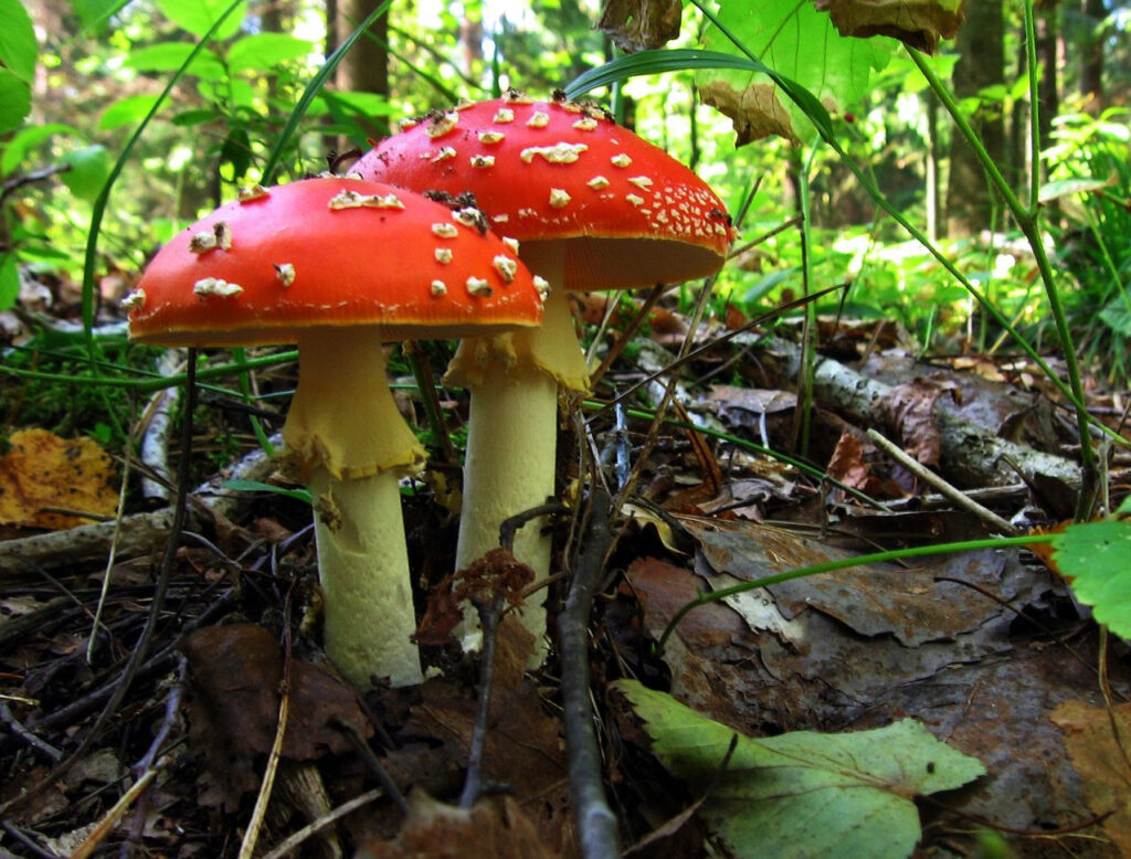 Edible Mushrooms of the Pacific Northwest - PCC Library