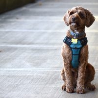 Bob sitting outside.