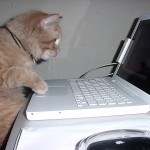 Cat using a laptop