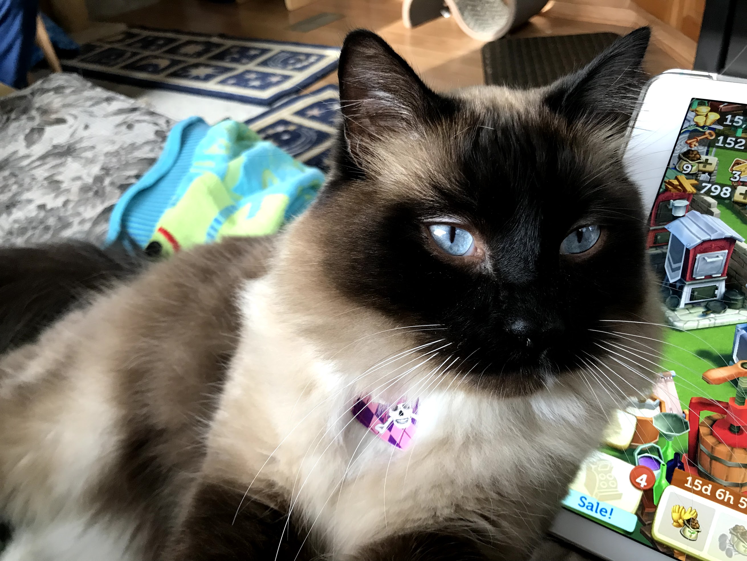 Picture of a Grey&Tan Cat