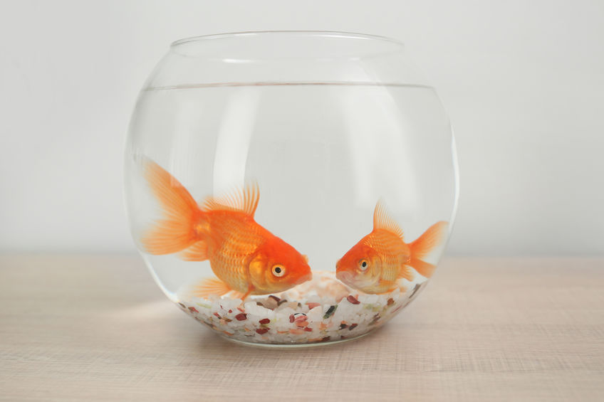 picture of fish bowl