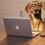 Image of dog at a computer