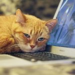 picture of cat with head on a laptop