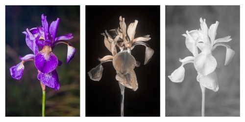 Iris taken with UV and infrared film