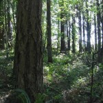 forest view at rock creek campus