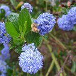 Flowers and a bee