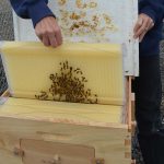 Bee hives and wax