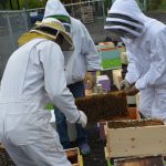 Beekeepers