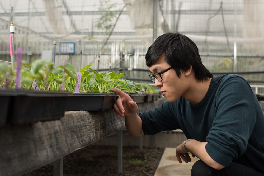 Student looking at seedling plants in a greenhouse