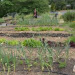 Sylvania Campus Learning Garden