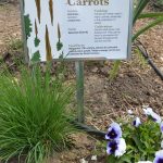 Carrot sign at Sylvania Learning Garden