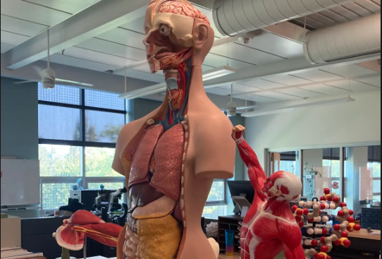 Human body model in tutoring center