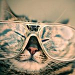 Cat wearing glasses