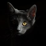 Cat in the dark